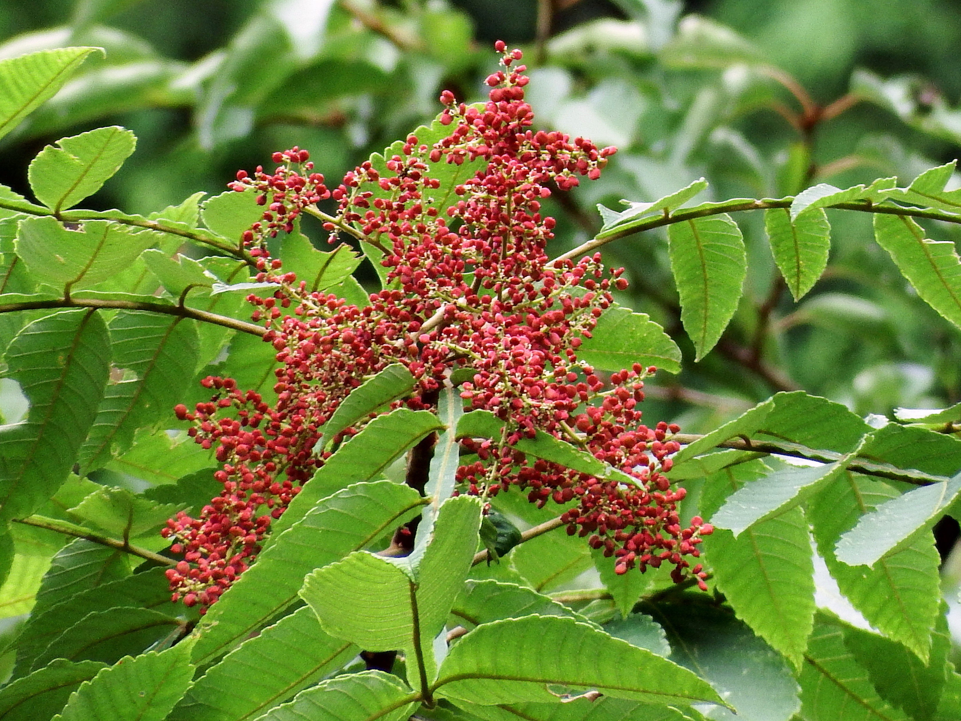 植物由来 抗菌・抗ウイルス剤 「TsumuGreen」